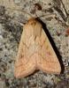 Mythimna vitellina